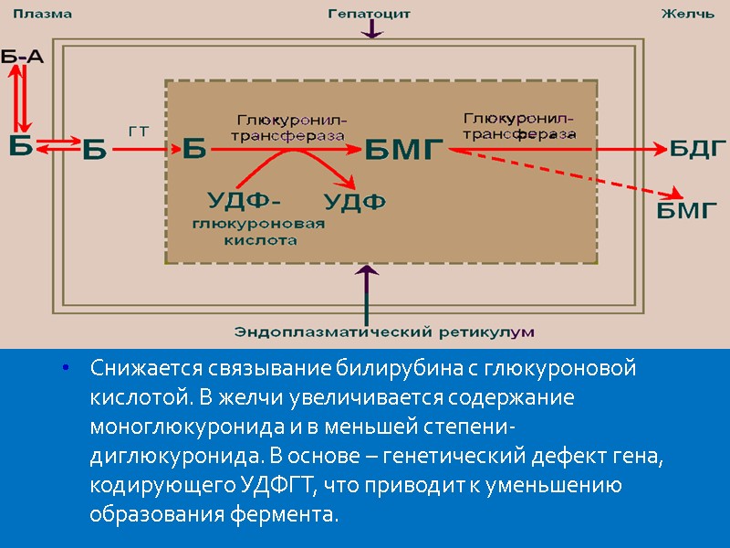 Снижается связывание билирубина с глюкуроновой кислотой. В желчи увеличивается содержание моноглюкуронида и в меньшей